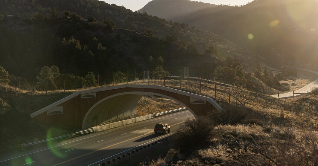 Colorado Leads in Wildlife Crossing Innovations