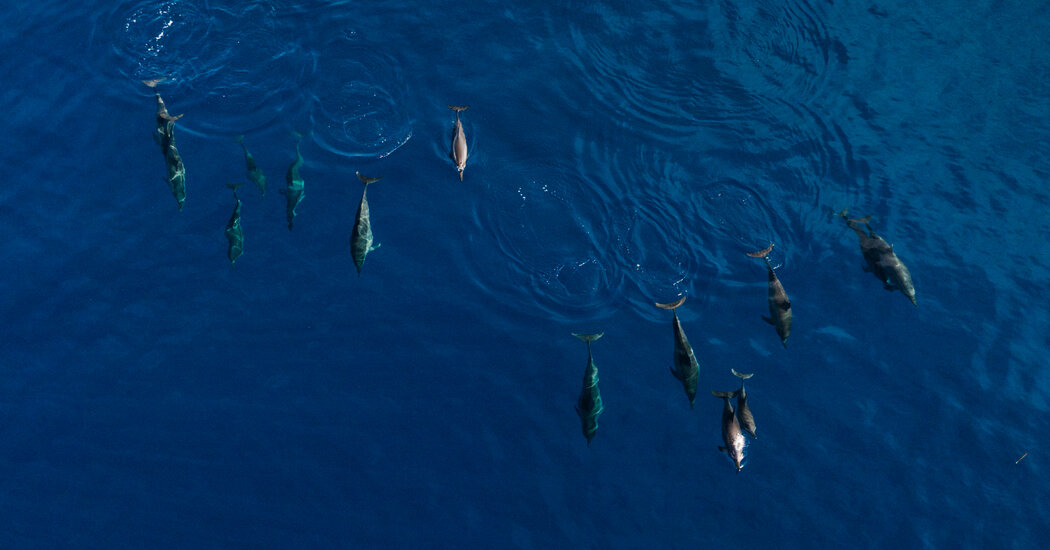 Dolphin Hunting: A Fight for Survival in Fanalei