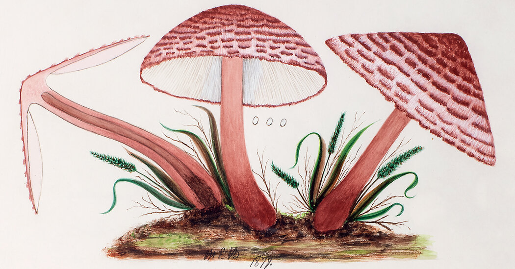 Forgotten Fungi: Mary Banning's Watercolor Legacy