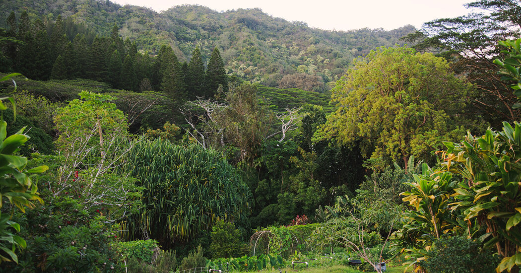 Healing and Renewal at Ho‘oulu ‘Āina
