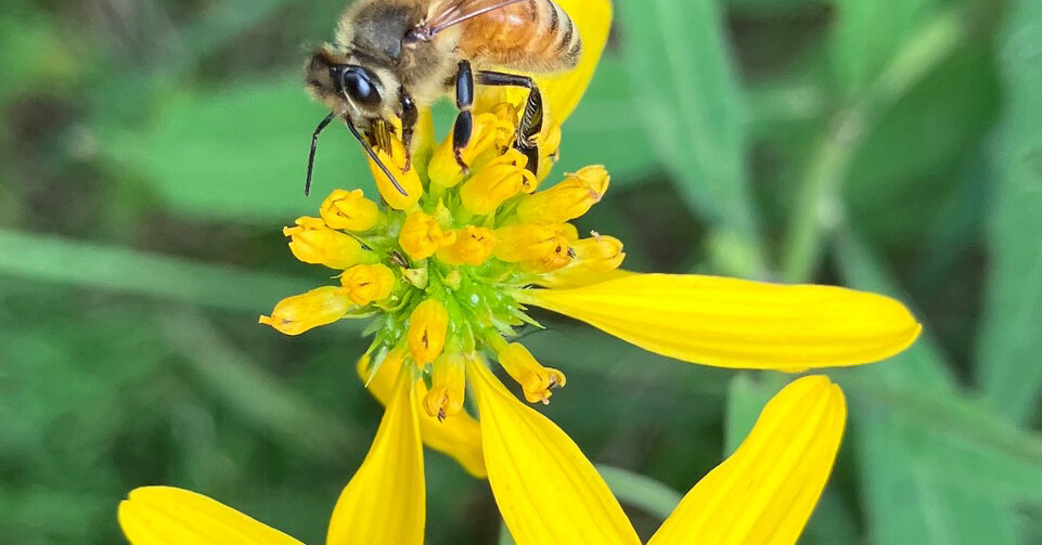 Join the Spelling Bee Discussion Forum Today