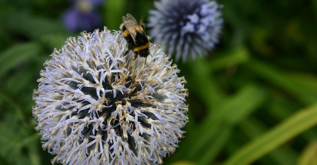 Join the Spelling Bee Forum for Tips & Tricks