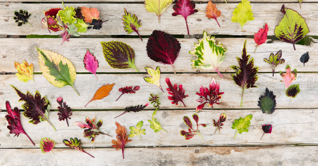 The Colorful World of Coleus Breeding